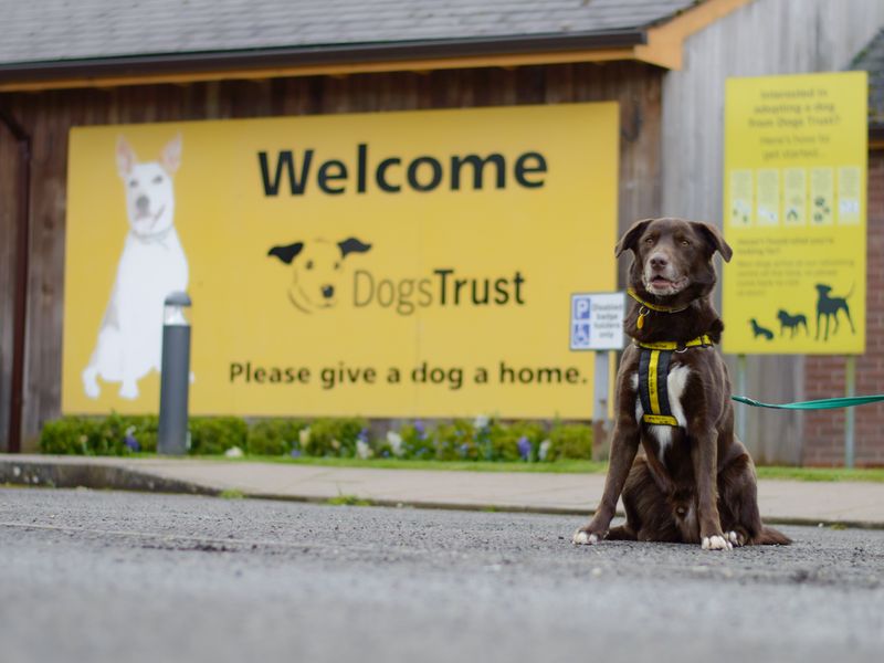 Fashion dogs trust puppies to rehome